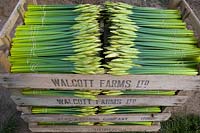 Commercial cut daffodils in stacked wooden crates on Norfolk coastal farm 