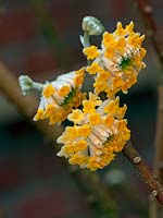Edgeworthia chrysantha - paperbush  