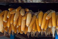 Maize drying under the eaves, Ghandruk, Nepal.