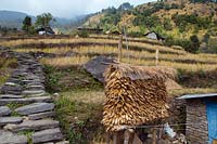 Village houses at Birethanti Modi Khola Valley, Nepal with stored drying maize. 