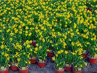 Narcissus 'Tete-a-tete'  on sale in garden nursery 