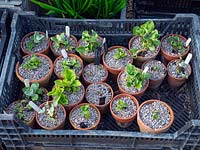 A collection of Primula auricula cuttings in pots. 
