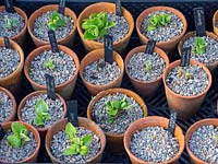 A collection of Primula auricula cuttings in pots.