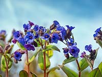 iPulmonaria 'Blue Ensign ' in flower 