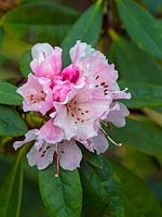 Rhododendron 'Christmas Cheer' 