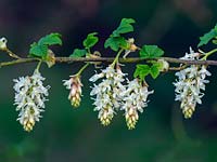 Ribes sanguineum 'Elkington's White' 