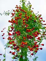 Tropaeolum tricolor Bolivian nasturtium