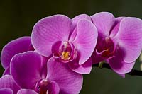 Phalaenopsis grandiflorum 'Pink' - moth orchid