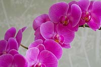 halaenopsis grandiflorum 'Pink' - moth orchid