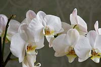 Phalaenopsis grandiflorum 'White' - moth orchid