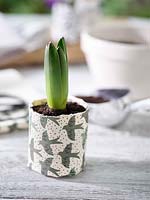 Hyacinth planted in homemade recycled paper pot. 