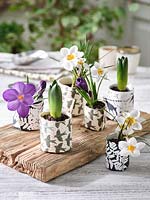 Spring flowers planted in homemade recycled paper pots. 