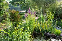 A pond in a sunlit country garden planted with Lythrum salicaria and Lysimachia punctata.