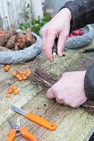 Woman tying rustic twig ring with wire as base for wreath. 