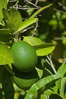 Citrus aurantifolia - Lime  