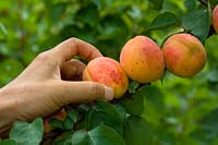 Picking Prunus armeniaca - Apricot - fruit from tree