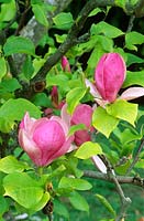 Magnolia x soulangeana - Saucer magnolia