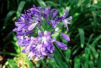 Agapanthus praecox - Blue lily
