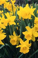 Narcissus spp. - Daffodils 