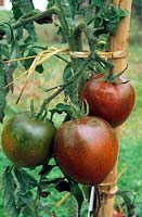 Lycopersicon esculentum 'Noire de Crimee' - Tomato plant tied to cane stake. 