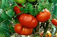Lycopersicon esculentum 'Marmande' - Beefsteak tomato 