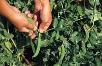 Person harvesting Pisum sativum - Peas 