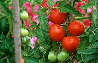 Lycopersicon esculentum 'Montfavet' - Tomato 'Montfavet'