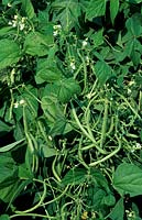 Phaseolus vulgaris - Climbing Bean