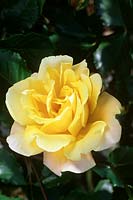 Rosa 'Golden Showers' - Rose 'Golden Showers' 