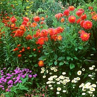 Mixed border with Dahlia and Ageratum