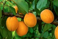 Prunus armeniaca - Apricot 