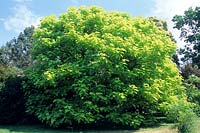 Catalpa bignonioides - Indian bean tree