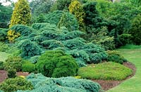 Island conifer bed with Cryptomeria japonica - Japanese Cedar, Juniperus - Juniper and Thuja occidentalis