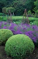 Topiary balls with Lavandula - Lavender. 
