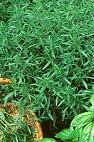 Artemisia dracunculus 'Sativa' - French tarragon