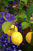 Citrus - Lemon - fruit on tree