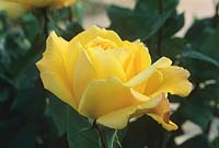 Rosa 'Gold Glow' - Hybrid Tea Rose