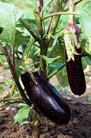 Solanum melongena - Aubergine 