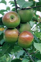 Malus pumila - Apple - fruit on tree