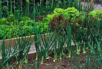 Raised beds with Allium cepa - Onions and Lactuca sp - Lettuce 