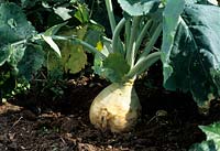 Brassica napus - Swede or Rutabaga - plant growing in ground