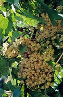 Ribes rubrum - White currant 