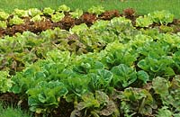 Lactuca sativa - Lettuce - different varieties in a bed