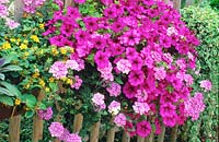 Petunia and Verbena in trailing down a fence