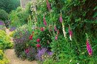 Full border with Campanula, Digitalis - Foxglove, Paeonia lactiflora - Peony - and Salvia - Purple Sage