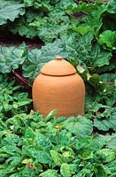 Forcing pot next to Rheum - Rhubarb