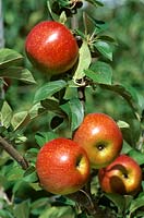 Malus communis - Apple - ripe fruit on tree