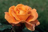 Rosa 'Flora Danica' - Hybrid Tea Rose