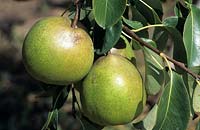 Malus - Apple - fruit on tree