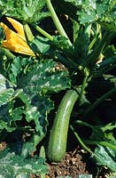 Cucurbita pepo 'Diamant' - Courgette - fruit on plant growing in ground 